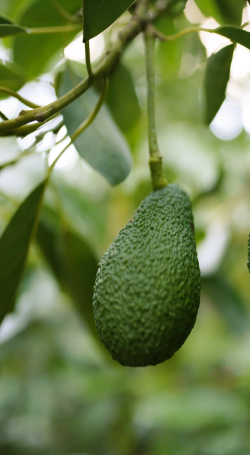 אבוקדו